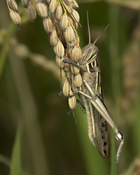 Bugs
