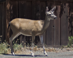 Mammals