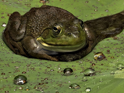 Reptiles & Amphibians