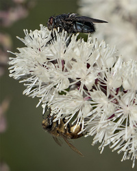 Bees & Wasps