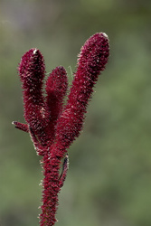 _B007397croofm