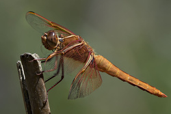 Dragonflies