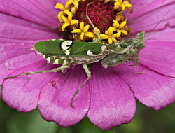 Other Bugs