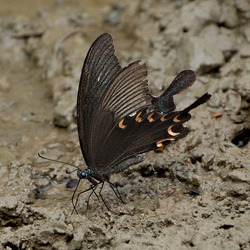 Paris Peacock