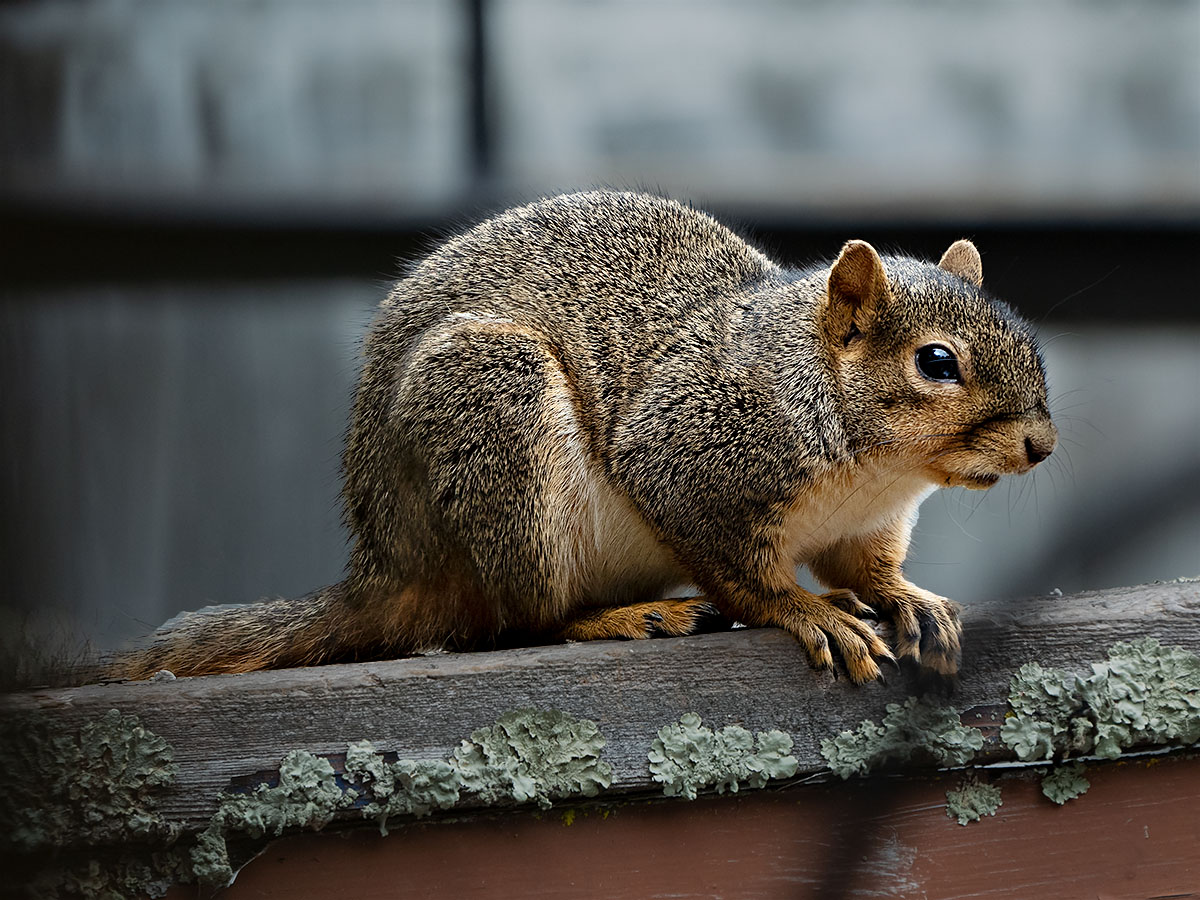 Furry Friend or Furry Fiend?