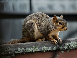 Furry Friend or Furry Fiend?