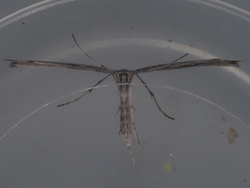 P6110574fmd2a