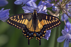 Black Swallowtail