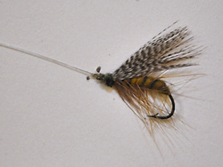 2elizabeth_benjamin_fly_-_copy[1]A