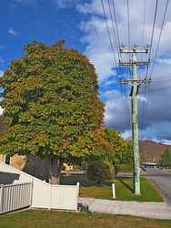 Chestnut tree