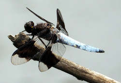 Dragon Fly