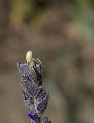 P3010256crweb