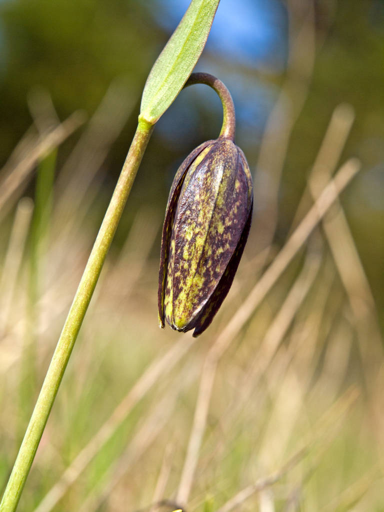 Chocolate Lily