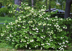 Snowball Bush 2013