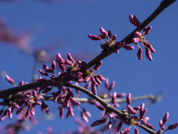 Spring in my yard
