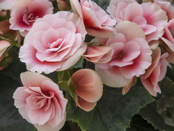 Pink begonia