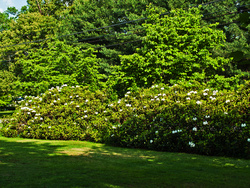 Rhody and Dogwood Sound Barrier