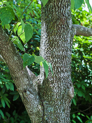 Dogwood Out of Season