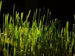 fotosíntesis [photosynthesis]