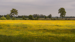Friesland
