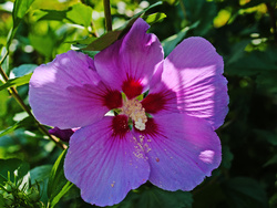 Rose of Sharon