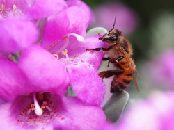Insects