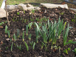 Harbingers of Spring