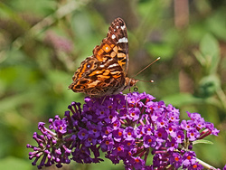 Momentary Visitor