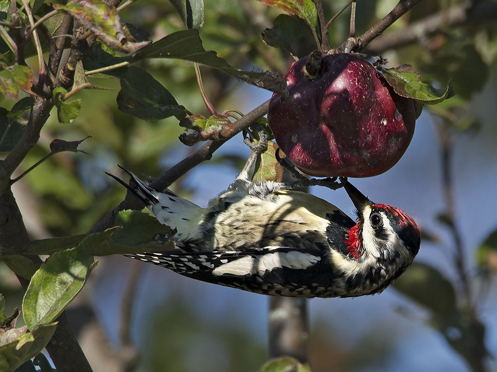 Yellow Bellied Sapsucker