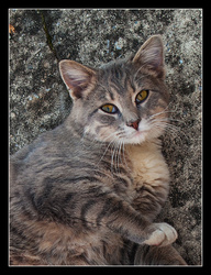 Salvage Yard Cat